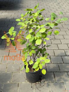 Cotinus coggygria |60-80|C