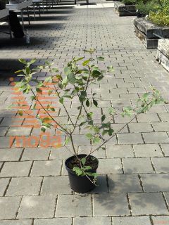 Callicarpa bodinieri "Profusion" |40-60|C