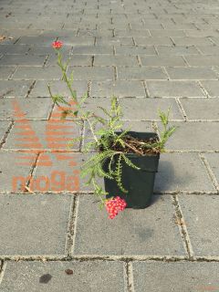 Achillea millefolium "Paprika" |P11