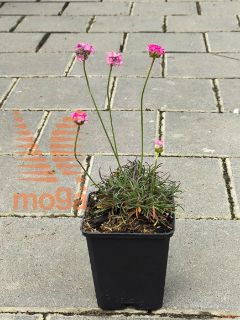 Armeria maritima "Rubrifolia" |P9