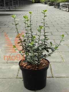 Euonymus fortunei "Emerald Gaiety" |15-20|C1