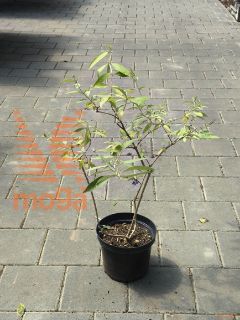 Buddleja davidii "Adonis Blue" |20-40|C3