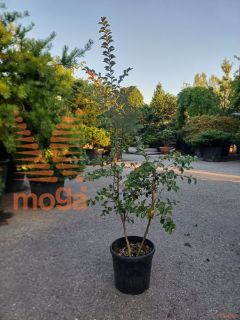 Lagerstroemia indica "Coccinea" |80-100|C