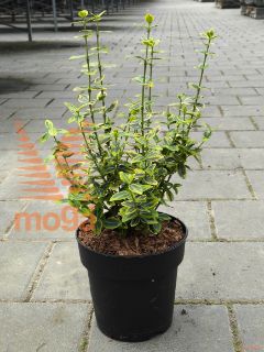 Euonymus fortunei "Emerald 'n' Gold" |15-20|C1