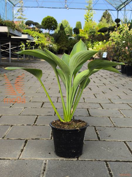 hosta "Blue Angel"