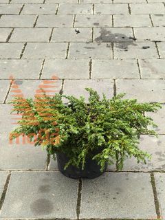 Juniperus communis "Goldschatz" |FI:20-30|C