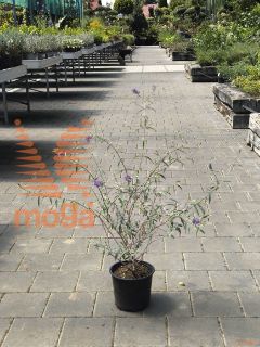 Buddleja davidii "Nanho Blue" ® |20-40|C3