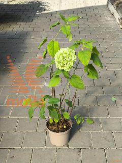 Hydrangea arborescens "Annabelle" |40-60|C5