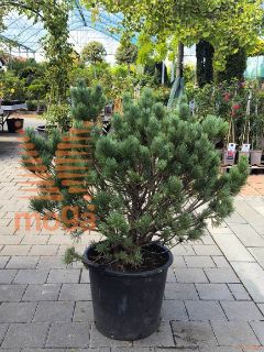 Pinus sylvestris "Watereri" |60-80|extra|C