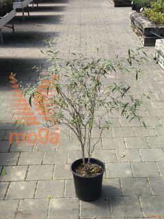 Buddleja davidii "Nanho Blue" ® |40-60|P