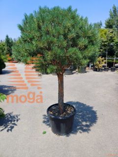 Pinus sylvestris "Watereri" |Half standard|FI:100-125|extra|C