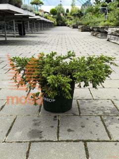 Juniperus communis "Goldschatz" |30-40|P24