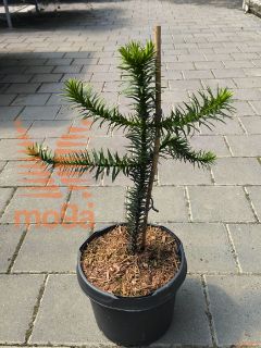 Araucaria araucana |30-40|C3