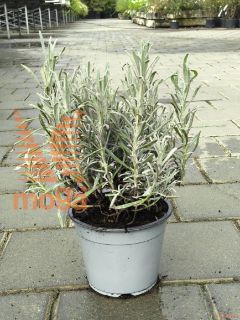 Lavandula angustifolia |P14