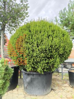 Taxus baccata |FI:200-250|Ball|soliter|C