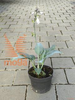 Hosta "Big Daddy" |C2