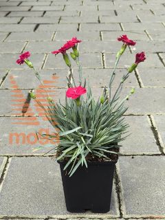 Dianthus gratianopolitanus "Bombardier" |P9