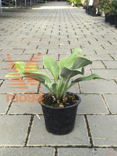 Hosta "Krossa Regal" |P14