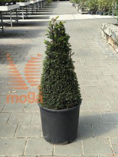 Taxus baccata |70-80|Cone|C