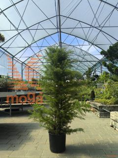 Cryptomeria japonica "Elegans" |60-80|C