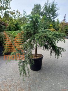 Cedrus deodara "Feelin'Blue" ® |1/4 stem|FI:125-150|extra|C