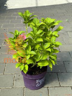 Hydrangea macrophylla "Forever & Ever" |20-40|roza|P23