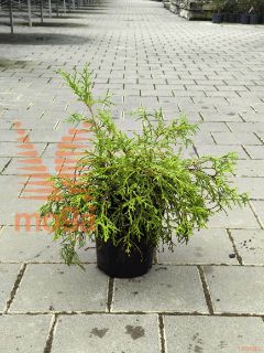 Chamaecyparis pisifera "Filifera Nana" |20-25|C2