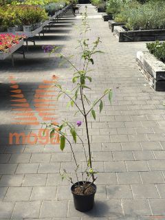 Buddleja davidii "Ile de France" |20-40|C