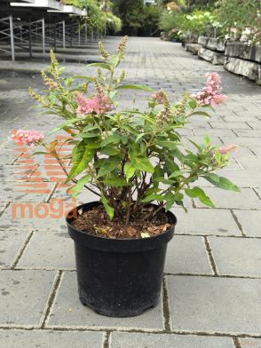 velikolistna hortenzija "Endless Summer Bloom Star®"