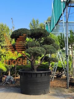 Pinus sylvestris "Norske Typ" |200-250|FI:250-300|Bonsai shape|C