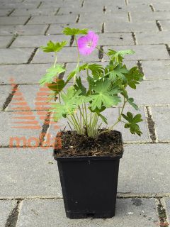 Geranium sanguineum |P9