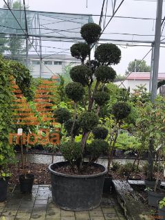 Taxus baccata |240|FI:120|Pon-pon|C