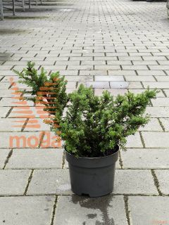 Podocarpus alpinus "Red Tip" |20-30|P18