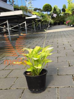 Hosta "Gold Standard" |P14