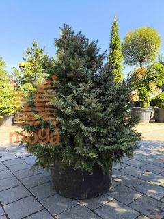 Picea omorika "Nana" |60-80|extra|C