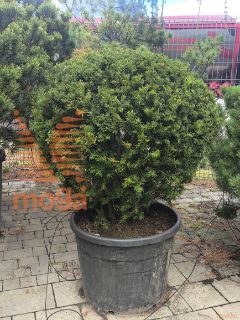 Taxus baccata |80-100|Ball|C