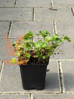 Geranium cantabrigiense "Karmina" |P9