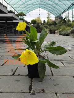 Oenothera macrocarpa |P9