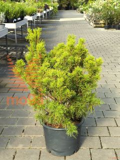 Pinus strobus "Tiny Curls" |60-80|C7