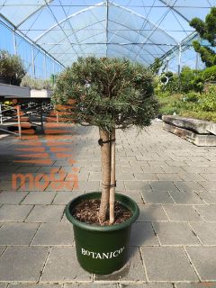 Pinus sylvestris "Watereri" |1/4 stem|C