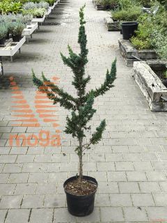 Chamaecyparis lawsoniana "Wissel's Saguaro" |125-150|C