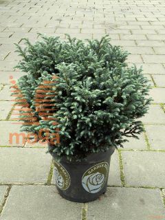 Chamaecyparis pisifera "Blue Moon" |20-30|C