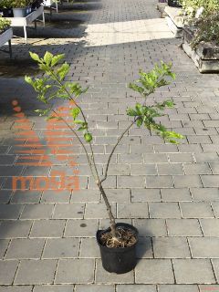 Ilex verticillata |40-60|C5