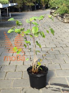 Corylopsis spicata |40-60|C5