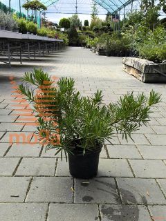 Podocarpus macrophyllus |20-40|P19