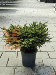 Picea omorika "Karel" |FI:30-40|P23