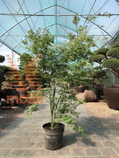 Acer palmatum "Phoenix" |100-125|extra|C