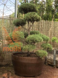 Pinus sylvestris "Norske Typ" |175-200|Bonsai shape|C/JUMBO390