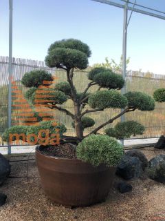 Pinus mugo mughus |125-150|Bonsai shape|C/JUMBO390