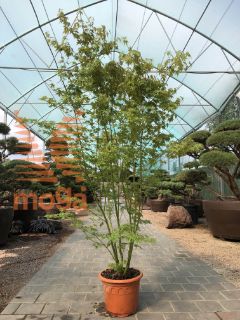 Acer palmatum "Going Green" |150-175|C